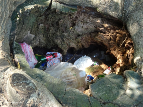 Garbage in a tree trunk