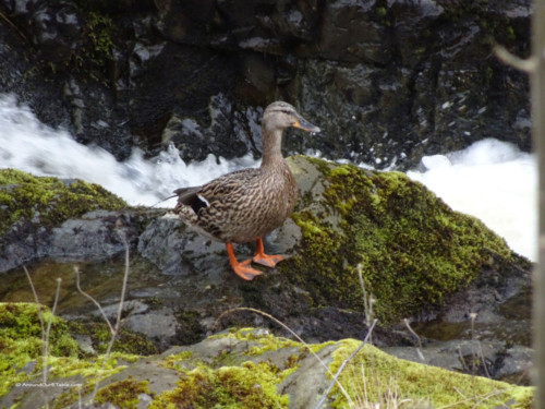 Ashness Bridge visitor