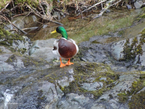 Ashness Bridge visitor's husband