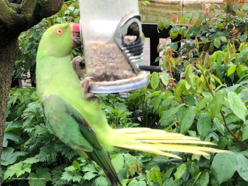 Cheeky parakeet, Hyde Park