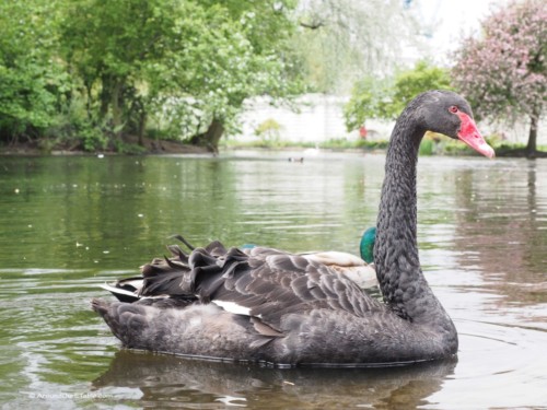 Black Swan, St. James's Park