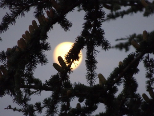 Harvest moon from our hotel balcony 