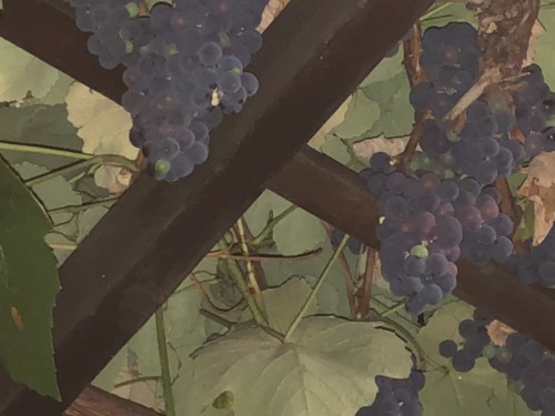 Nesebar - the vines over the restaurant 