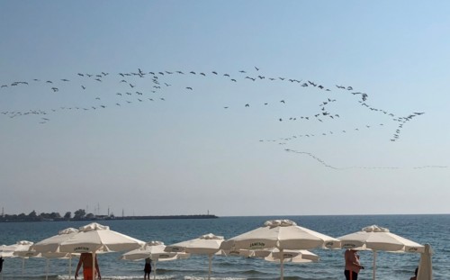 Nesebar - Storks flying South