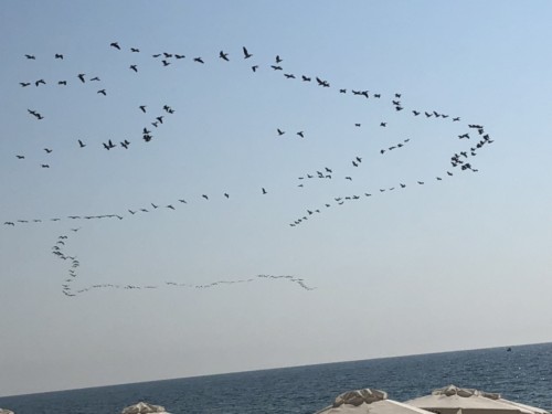 Nesebar - Storks flying South