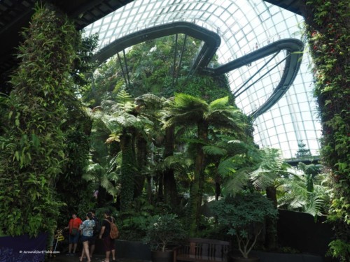 Cloud Forest