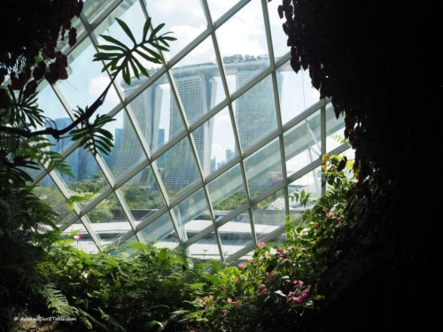 Cloud Forest