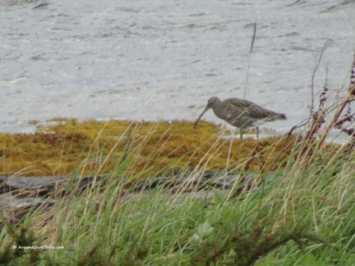 Breakish - Curlew -zoomed in from the window
