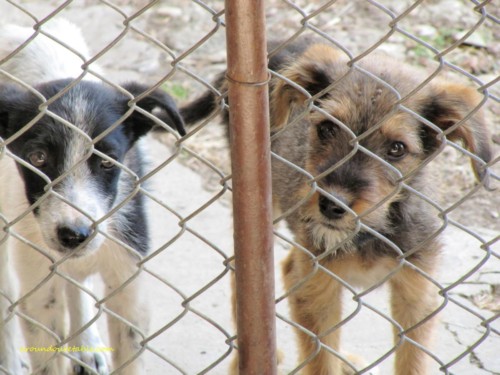 'Vicious' guard dogs