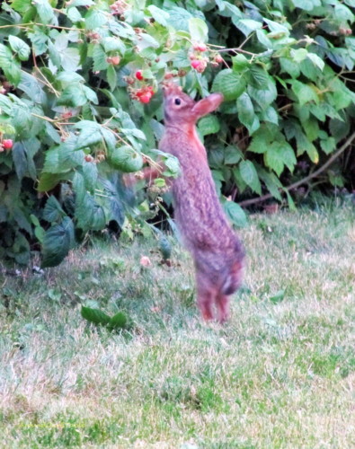 ... or I'll eat your raspberries