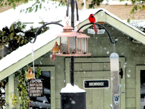 Christmas feast