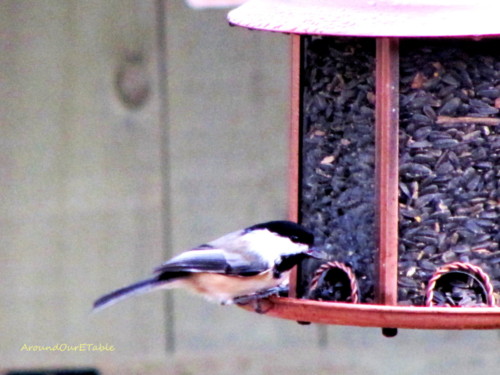 Black-capped chickadee