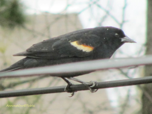 A redwing...it's spring