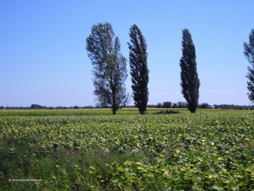 Between Motatei and Afumati